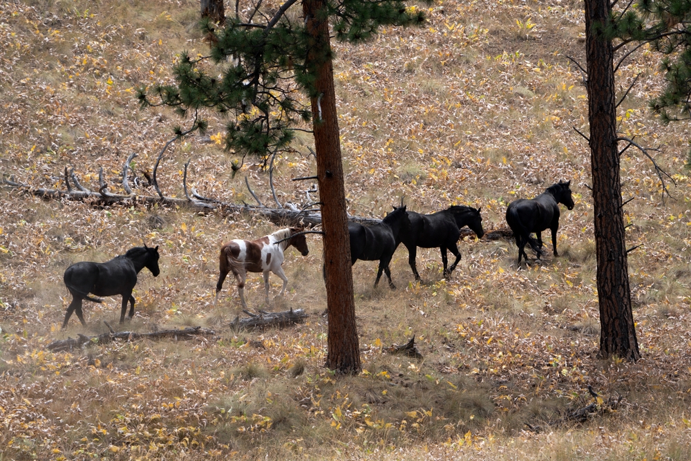 Horses walking through a wooded area with fallen leaves and trees.